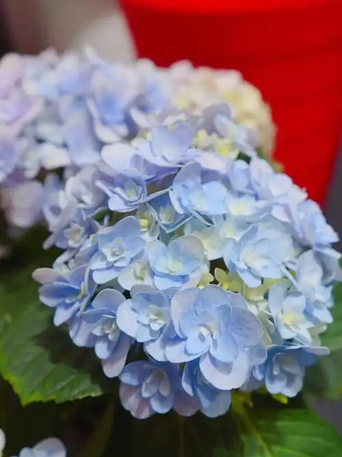 求帮忙分辨绣球品种05