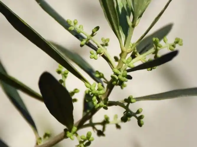 万树之王油橄榄树