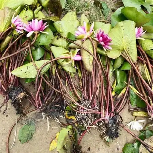 良心厂家绿景水生睡莲种苗基地 精品睡莲种苗 放心预定大量出售