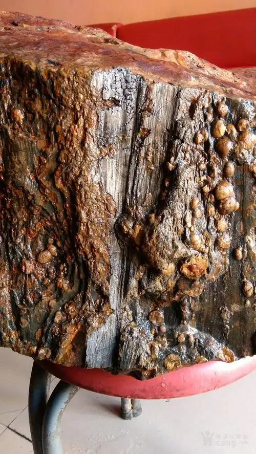 极品罕见木化石