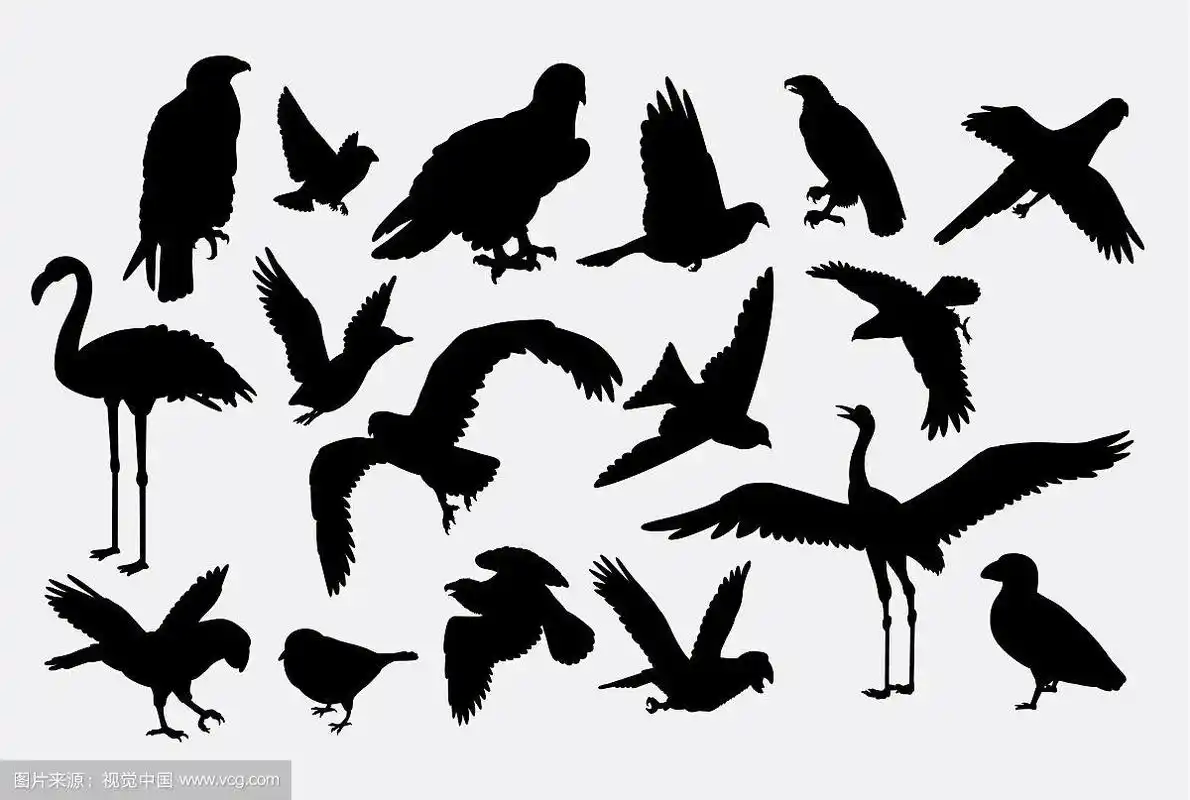 鸟类动物收藏剪影