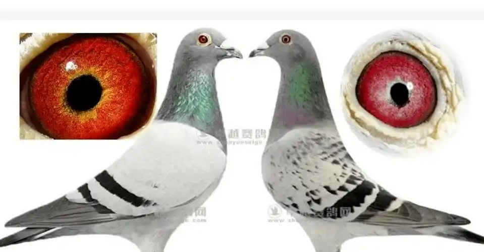 重磅赛鸽界的十大黄金配对鸽眼欣赏