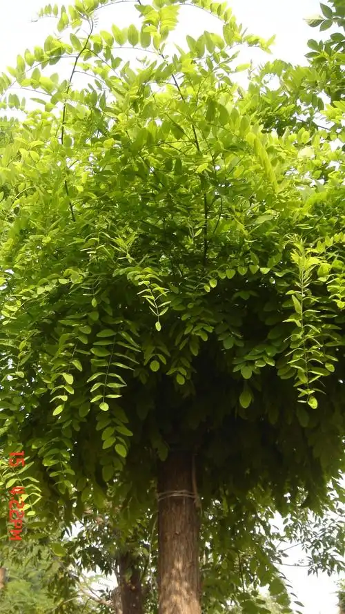 国槐供应 国槐出售