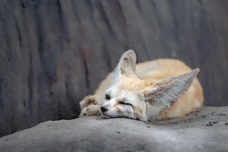 午睡的耳廓狐,睁一只眼闭一只眼 - 很圆的方块 - 图虫