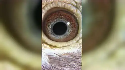 高级紫罗兰鸽眼,血统慕利门火凤凰