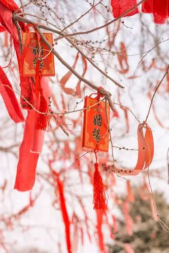 冬季白天的祈福树特写