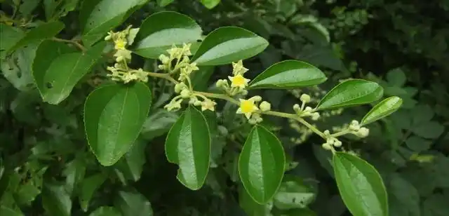 三味药材,散寒除湿,缓解关节疼痛