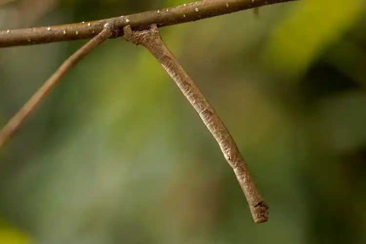 会动的小山果(尺蛾幼虫)