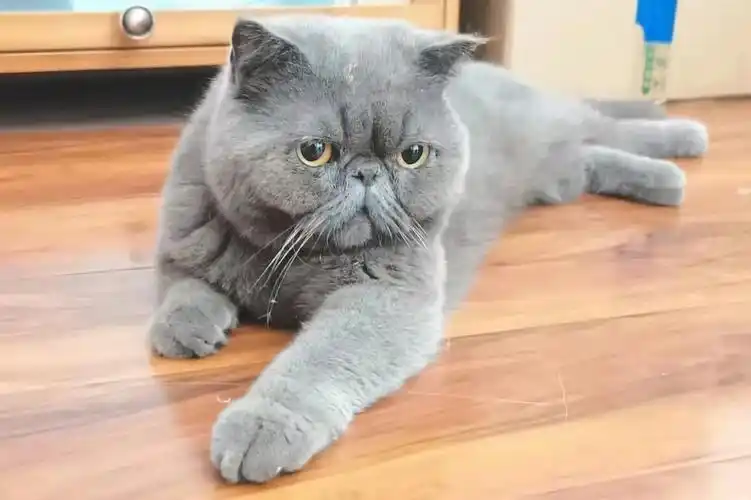 别家的加菲蓝猫走丢了快来领回去吧