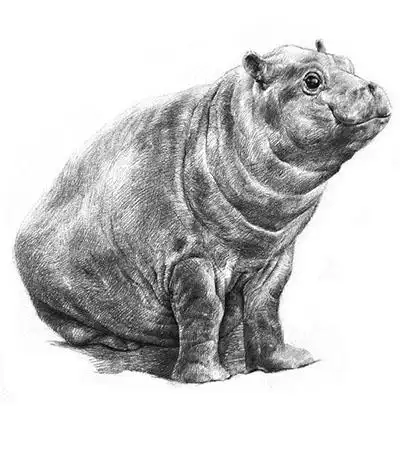 标签关键词素描河马教程