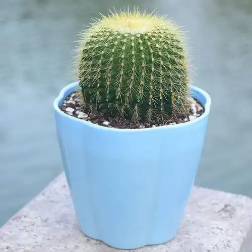 权威人士说,真是个"笑话"_仙人掌