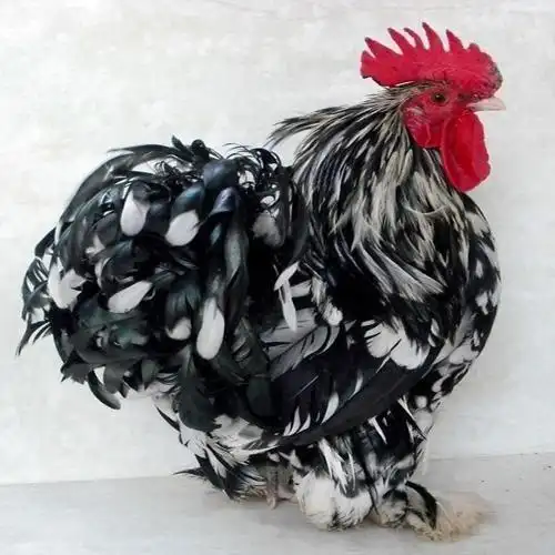 供应黑元宝鸡/白元宝鸡/观赏鸡