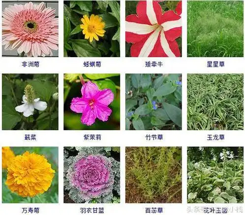 草本植物有哪些,哪些是校园常见的草本植物_寻觅网