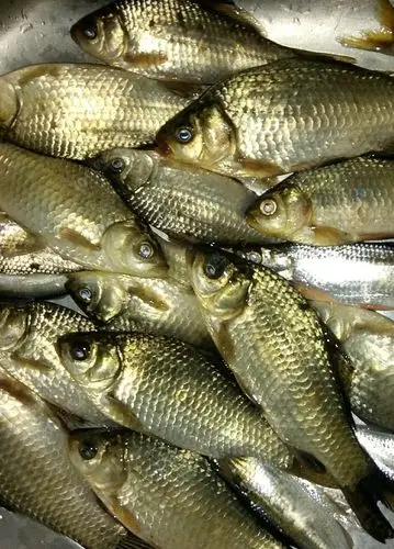 野生鲫鱼,皮毛漂亮,没得说.