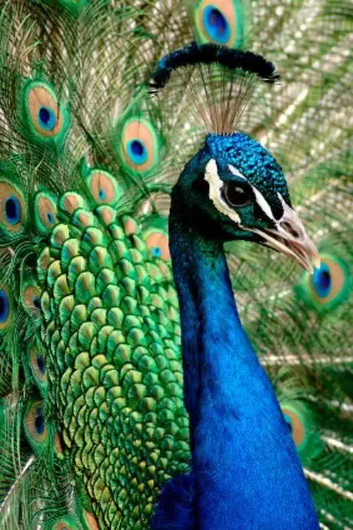 蓝孔雀小编每次去动物园,一定会去守候孔雀开屏,那如慢动作一般慢慢