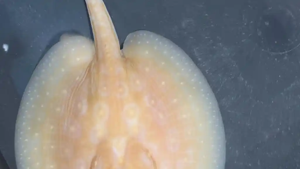 白子黑帝王魟鱼