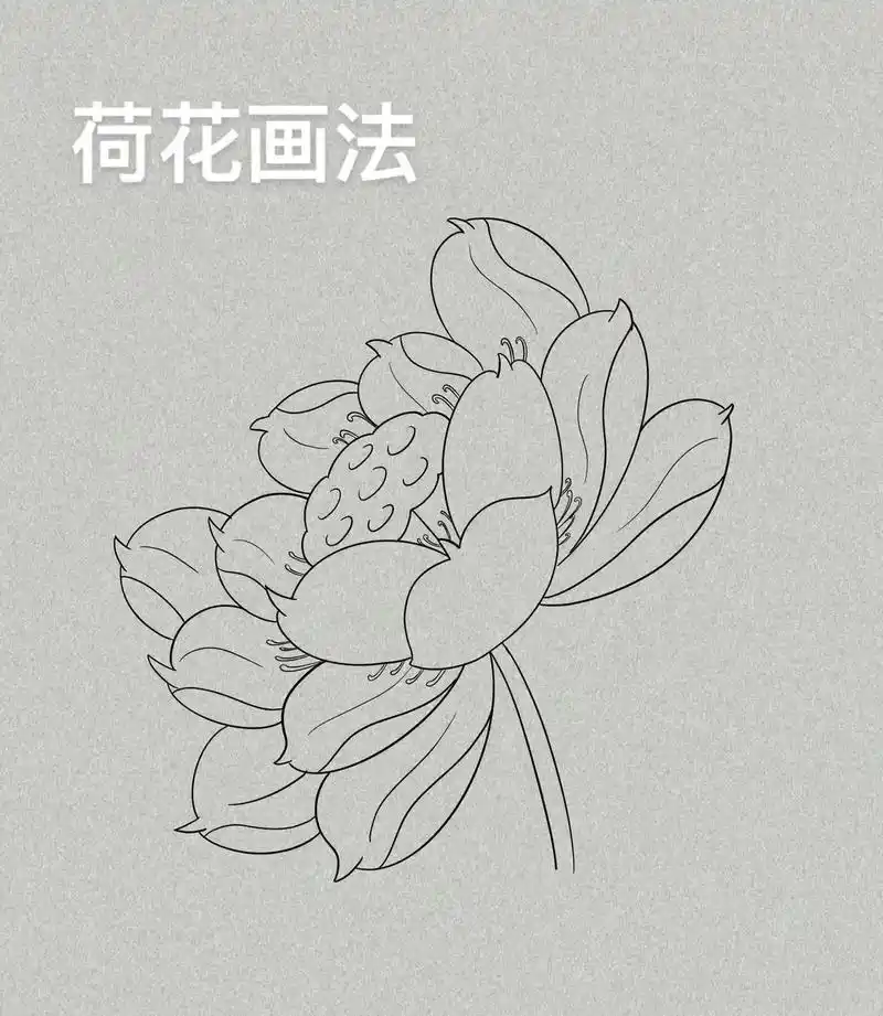 荷花画法 予独爱莲之出淤泥而不染,濯清涟而不妖#绘画 #想 - 抖音