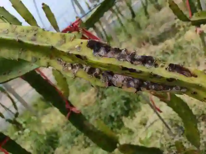 以下是火龙果的病害图片