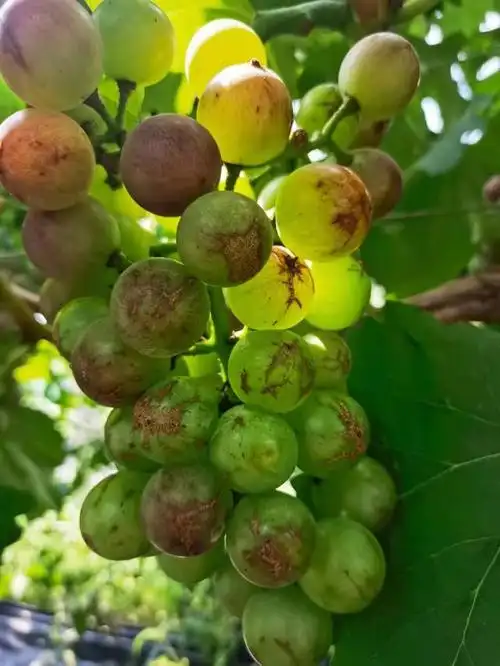 葡萄谢花后至套袋前是炭疽病,白粉病,蓟马,绿盲蝽