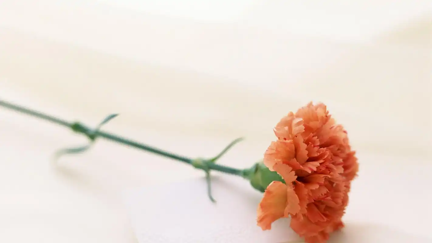 母亲节感恩的花祝福高清壁纸