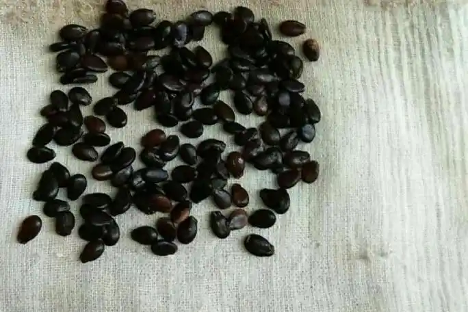 [西瓜种子]西瓜种子图片_催芽_种植方法-花园植物-藤本月季网