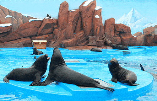 超刺激齐齐哈尔大型水乐园海豹巡演7月10日开园门票免费送送送