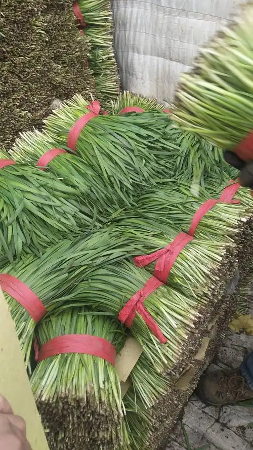 本地大棚韭菜,头刀二刀量大,有需要的,联系我吧