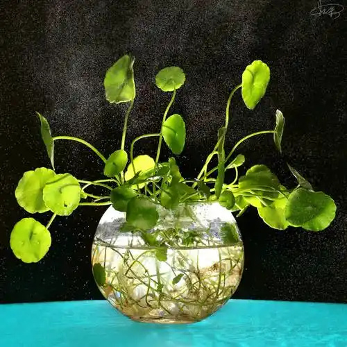 第四,铜钱草一帆风顺也叫白掌,是一种对水分适应能力很强的花卉,开花