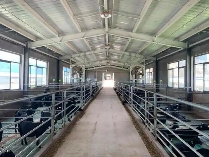 盒马"赶烤",卖火了一只大别山"健美羊"