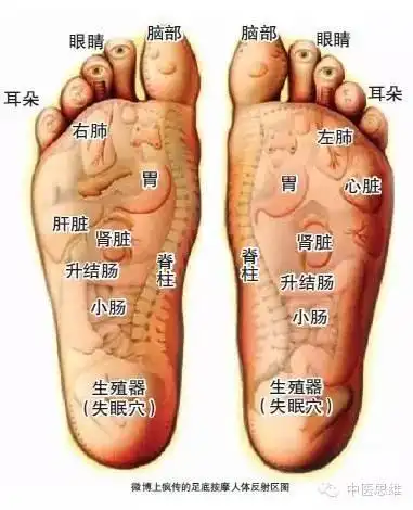可以健脑现在流行的足部按摩图没有重视脚跟的全息定位,只是在足跟的