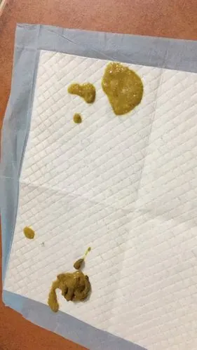 狗狗拉黄色和水一样的便便是为什么?