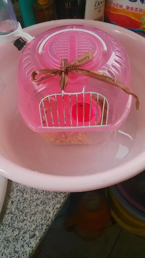 于是,我把盆里接了些水,把笼子放到水里