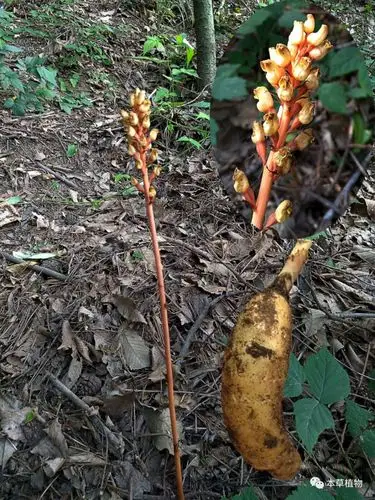 物种资讯 植物资讯野生天麻分布于我国西南至东北及长江中游各省,西南