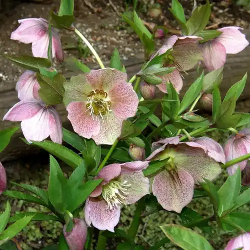 降霜下雪也能开花 霜降之后开花的植物