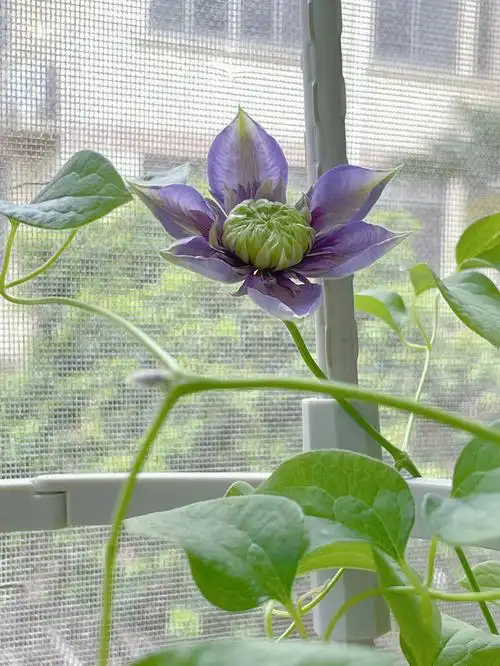 阳台党铁线莲花语94高洁,美丽的心94欺骗,贫穷94宽恕我,我因你