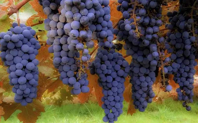 首页 其它 水果 成熟的黑葡萄,秋天 壁纸 成熟的黑葡萄,秋天 壁纸