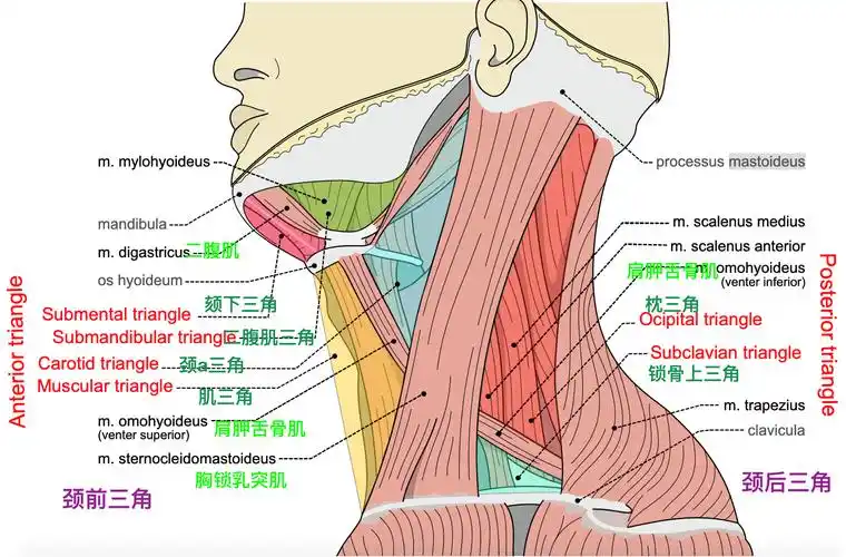(二)颈后三角