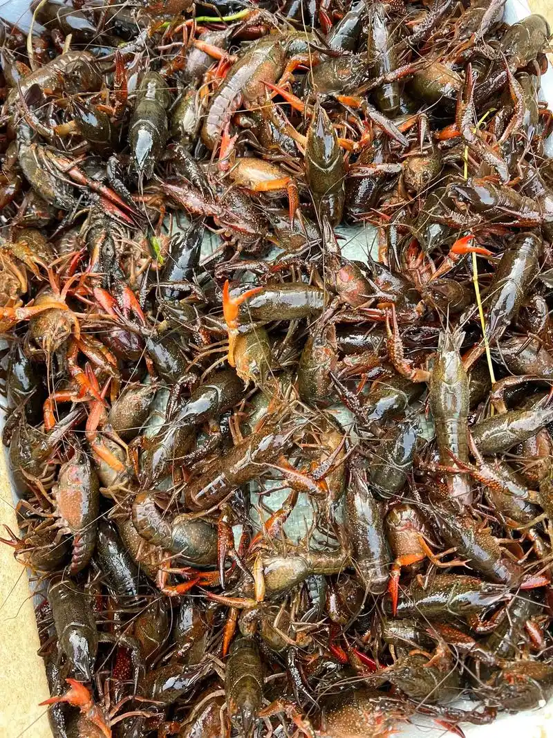 金湖龙虾 98小龙虾随手一拍 93  - 抖音