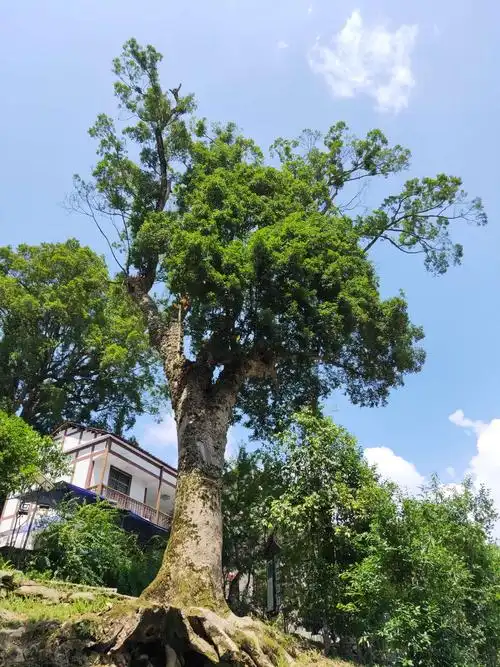 中国金丝楠木园