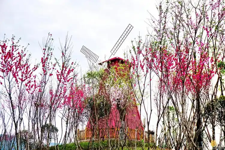 晨拍桃花岛湿地公园