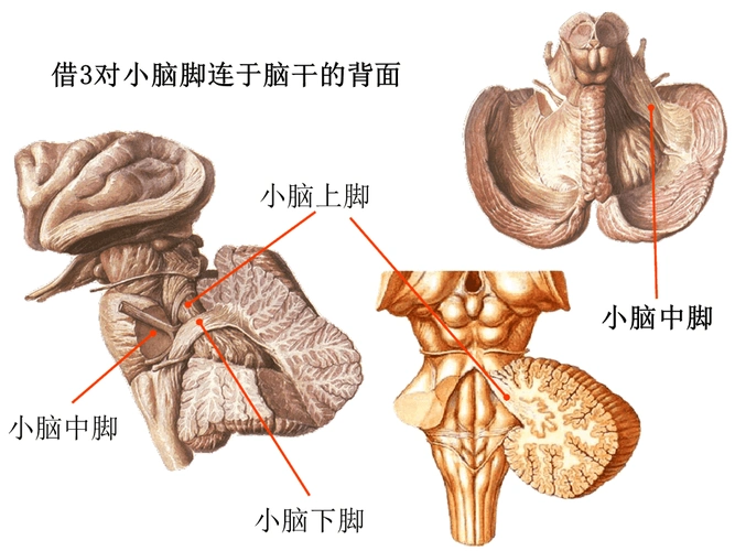 系统解剖学小脑和间脑
