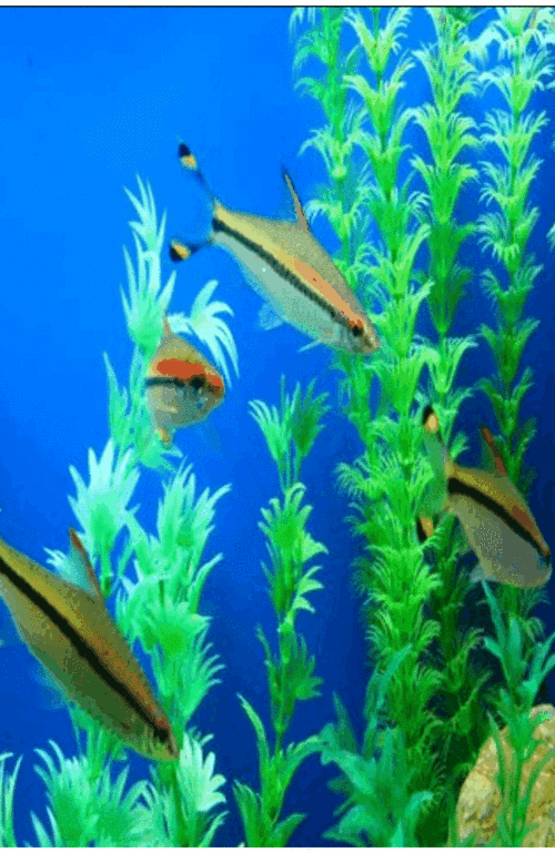 600_923竖版 竖屏gif 动态图 动图