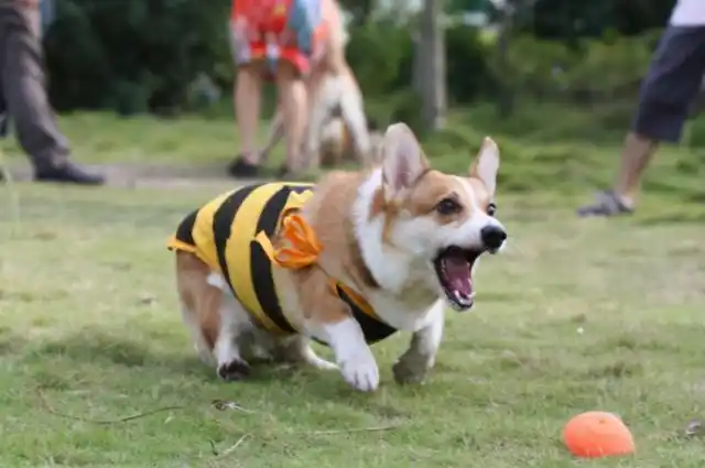 "柯基"和"泰迪",6方面大对比,哪个更值得养?