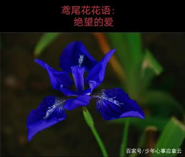 鸢尾花花语: 绝望的爱