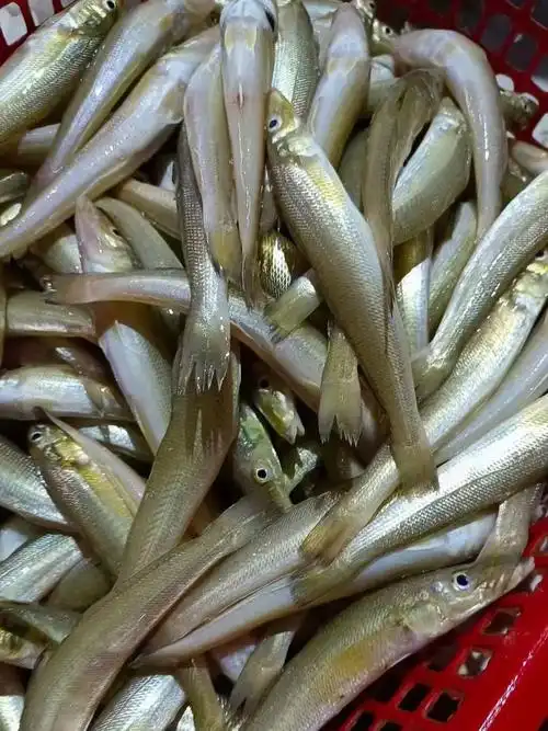 喜欢沙锥鱼来集合啦