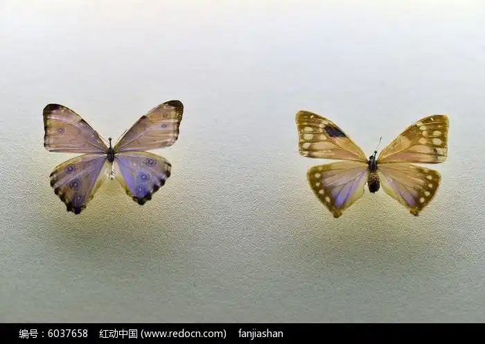 歌神闪蝶玉小蓝闪蝶高清图片下载_红动中国