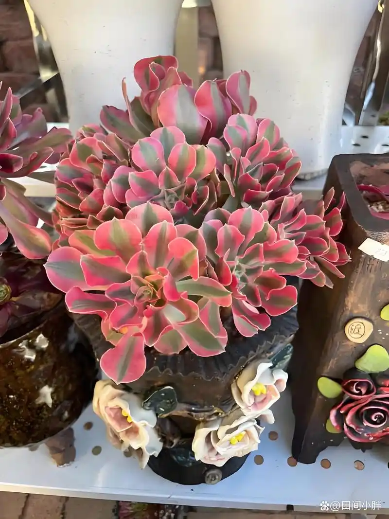 多肉粉女巫法师的栽种技巧和日常养护
