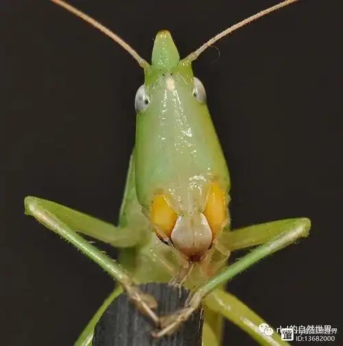 pallidus属:优草螽属euconocephalus科:螽斯科 tettigoniidae目