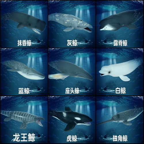 林畅模玩儿童海洋动物玩具实心仿真鲸鱼模型抹香鲸蓝鲸白鲸虎鲸独角鲸