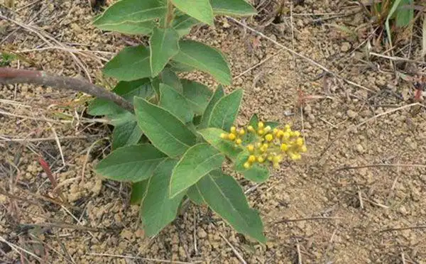 白牛胆别名:毛老虎(《生草药性备要》),猪耳风,大力黄(《广西野生资源